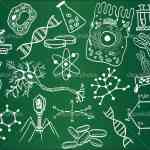 Biology sketches on school board. Vector illustration.